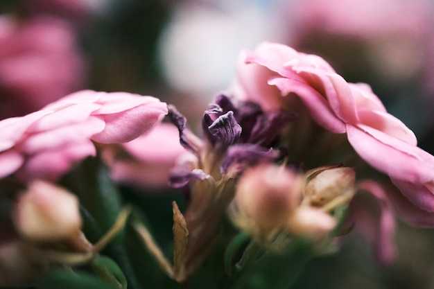 Un ramo de flores rosas en un jarrón