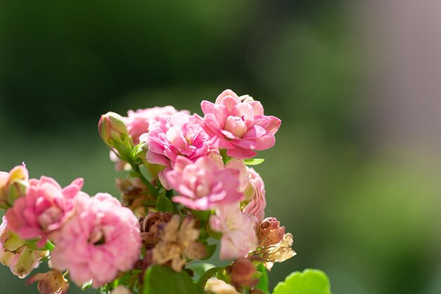 Foto un ramo de flores rosas con la palabra buganvilla en la parte superior