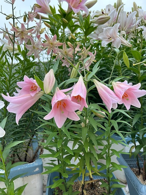 Un ramo de flores rosas con la palabra lirio