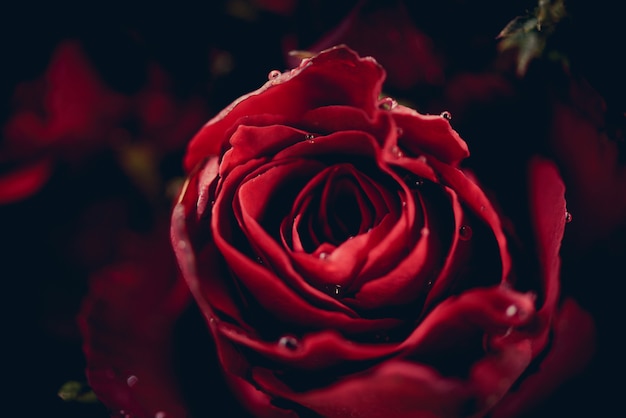 Ramo de flores de rosas rojas sobre fondo oscuro / Cerrar fondo de rosas naturales frescas flores amor romántico día de San Valentín