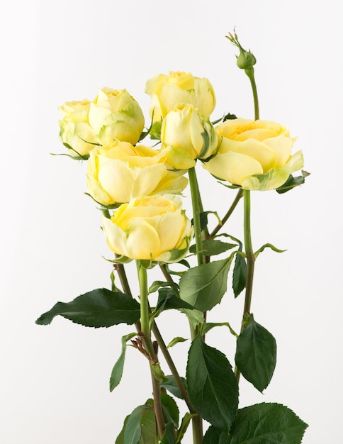 Un ramo de flores rosas sin tratar y sin tratar sobre un fondo blanco.