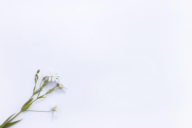 Ramo de flores silvestres blancas sobre fondo blanco Vista plana superior