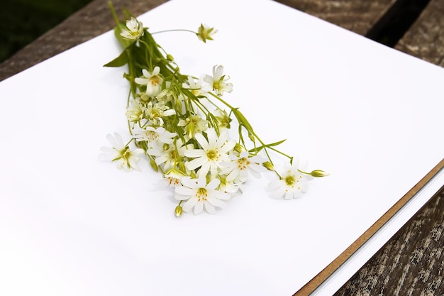 Ramo de flores silvestres blancas sobre fondo blanco Vista plana superior