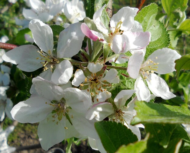 Ramo de flores silvestres de cerca floreciendo en el jardín