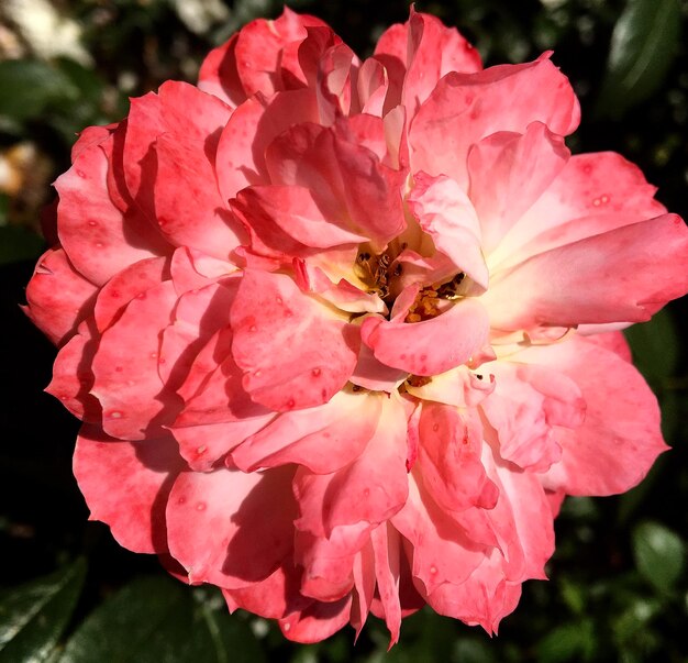 Ramo de flores silvestres rosa espinosa que florece en el jardín