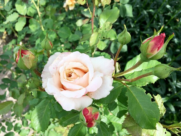 Ramo de flores silvestres rosa espinosa que florece en el jardín