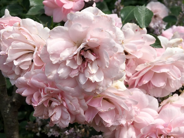 Ramo de flores silvestres rosa espinosa que florece en el jardín