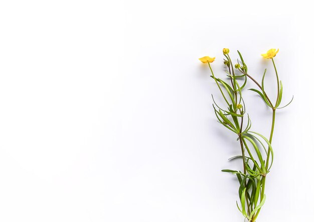 Ramo de flores silvestres sobre fondo blanco Vista plana superior Ranunculus acris plantas