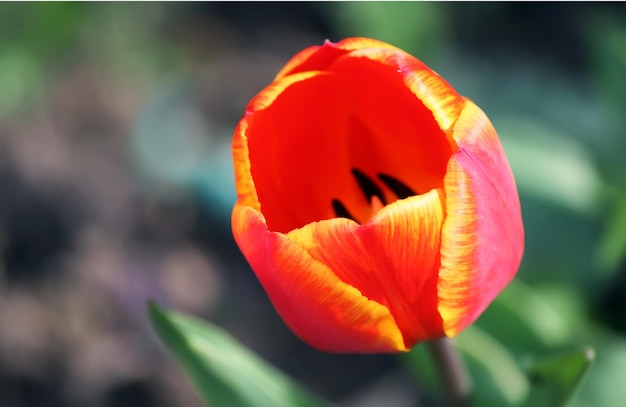 Ramo de flores de tulipán Decoración floral navideña