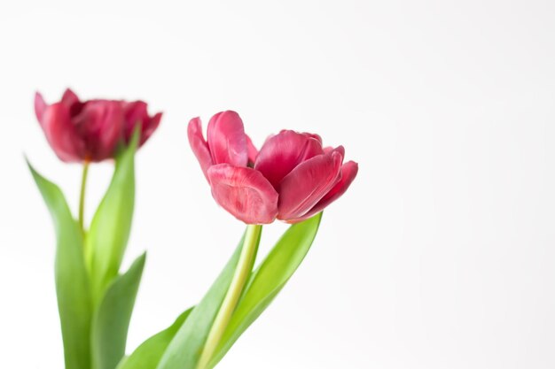 Ramo de flores de tulipán en jarrón transparente Hermosas plantas de primavera en temporada de floración Diseño floral minimalista