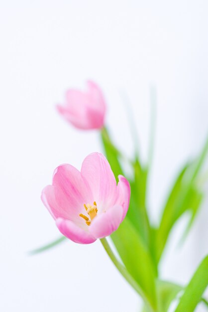 Ramo de flores de tulipán rosa cerrar