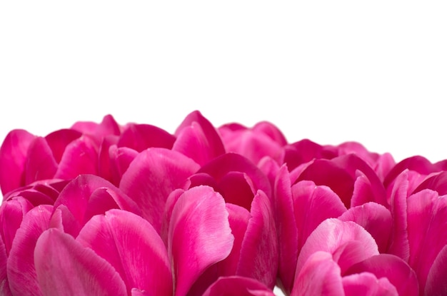 Ramo de flores de tulipanes aislado en blanco