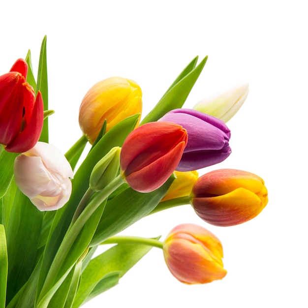 Un ramo de flores de tulipanes de colores aislado sobre fondo blanco. Tomada en estudio con una 5D mark III.