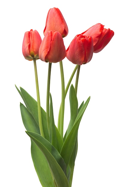 Ramo de flores de tulipanes rojos aislado sobre fondo blanco. Bodegón, boda. Plano, vista superior