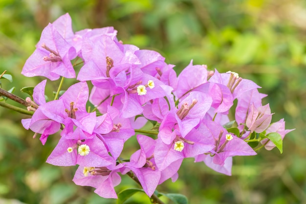 Ramo de flores violetas