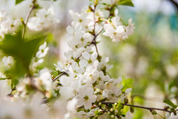 Ramo florescendo com flores de cerejeira na primavera