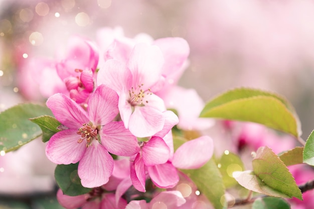 Ramo florescendo com flores desabrochando rosa em um delicado fundo rosa com brilhos Copie o espaço
