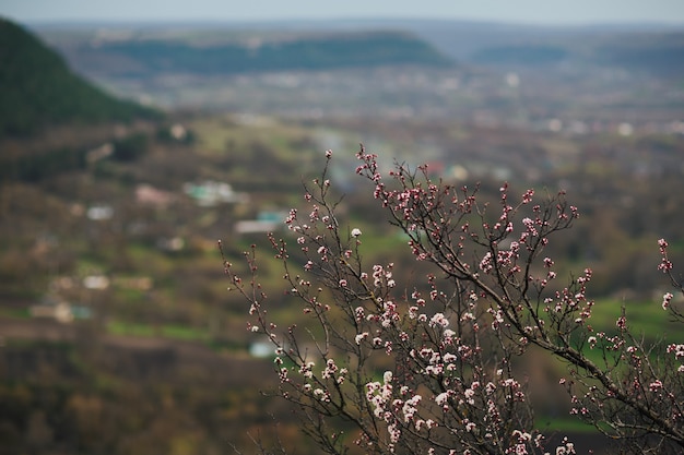 ramo florescendo da árvore de damasco na primavera nas montanhas com a cidade no fundo das montanhas