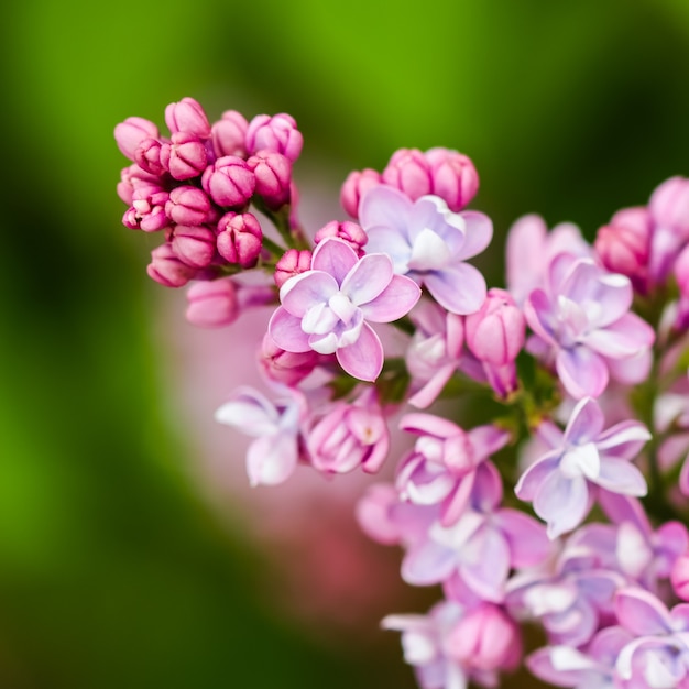 Ramo florescendo roxo terry flor lilás fundo floral