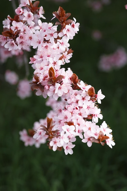 Ramo florescente de ameixa decorativa com flores cor-de-rosa em um fundo de grama verde