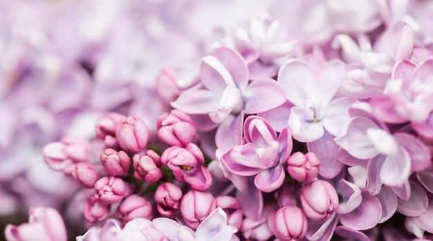 Ramo florescente de lilás turco roxo na primavera