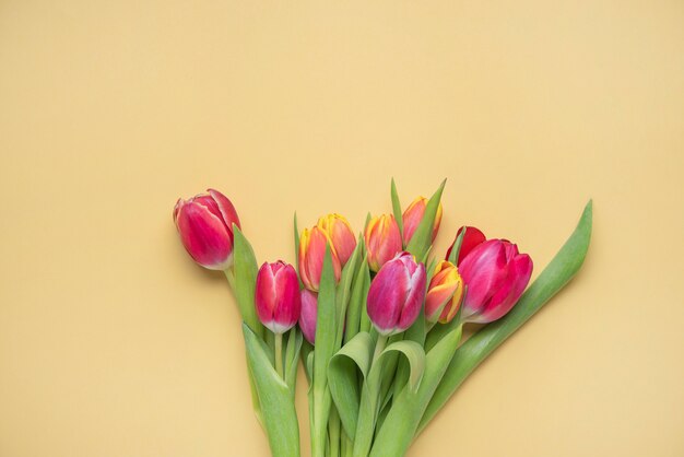 Ramo fresco brillante de tulipanes rosados y amarillos sobre un fondo amarillo