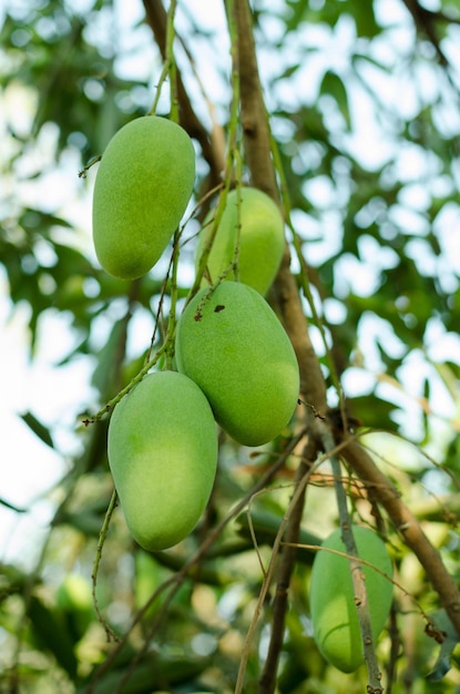 Ramo fresco de mangas na árvore de frutas da Tailândia A agricultura orgânica de frutas asiáticas desfoca o fundo