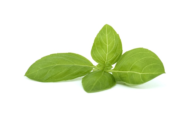 Ramo fresco de manjericão Ocimum basilicum isolado sobre fundo branco