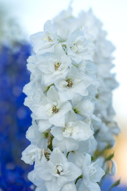 Ramo fresco de hermosas flores naturales en el campo Delphinium flores blancas flores florecientes Delphinium flores blancas crecimiento en el jardín