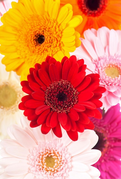 Ramo de gerbera flor Margarita aislado sobre fondo blanco