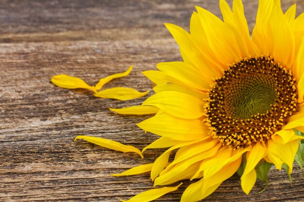 Ramo de girasol amarillo sobre fondo de madera envejecida