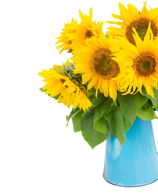 Ramo de girasoles brillantes en maceta azul cerca aislado en whute