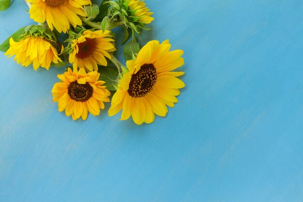 Ramo de girasoles frescos sobre fondo de madera azul con espacio de copia