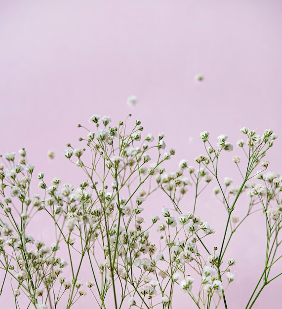 Un ramo de gypsophila blanco fresco sobre un fondo rosa close-up