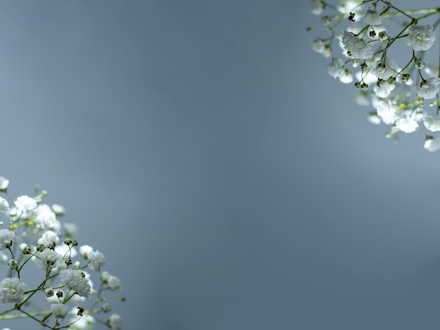 ramo de gypsophila, pequeñas flores blancas sobre un fondo gris, espacio para texto,