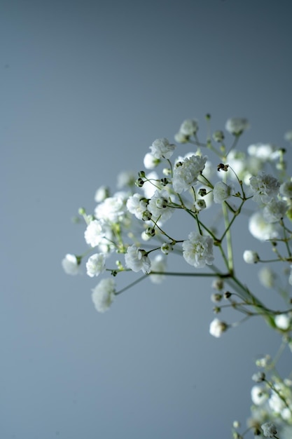 ramo de gypsophila, pequeñas flores blancas sobre un fondo gris, espacio para texto,