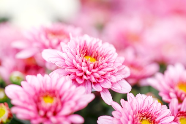 Un ramo de hermosas flores de crisantemo al aire libre