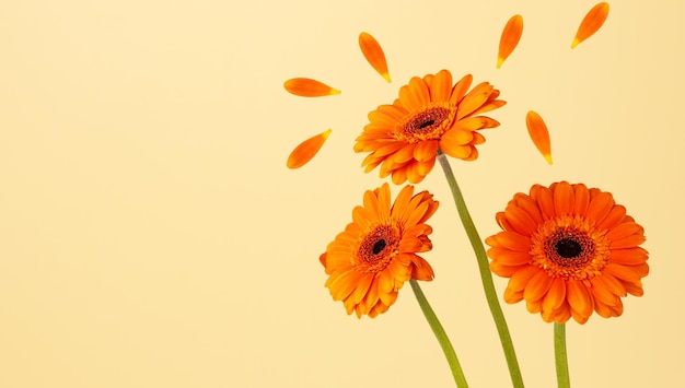 Ramo de hermosas flores de gerbera naranja Tarjeta de felicitación con flores de gerbera