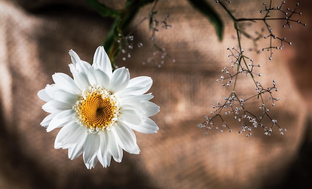 Ramo de hermosas flores de manzanilla con decoración de gypsophila sobre un fondo oscuro