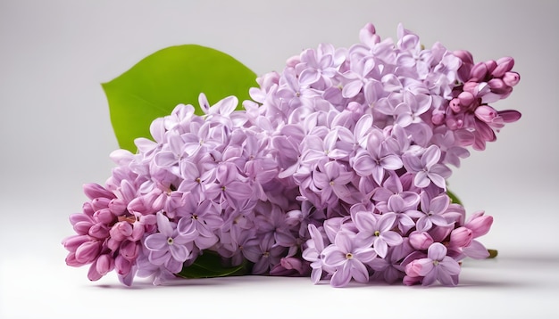 ramo de hermosas flores de primavera de lila aisladas sobre un fondo blanco