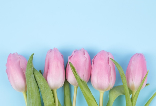 Un ramo de hermosas flores rosas de tulipanes sobre un moderno fondo azul brillante Vacaciones de primavera vista superior lugar libre