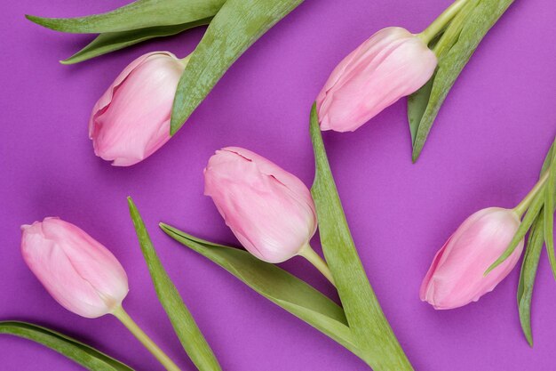 Un ramo de hermosas flores de tulipanes rosas sobre un moderno fondo púrpura brillante Fondo de vista superior de vacaciones de primavera