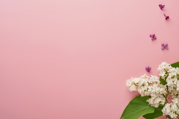 Ramo de hermosas lilas blancas y moradas sobre fondo rosa. Vista superior. Tarjeta de felicitación festiva con peonía para bodas, día de la mujer feliz, día de San Valentín y día de la madre.