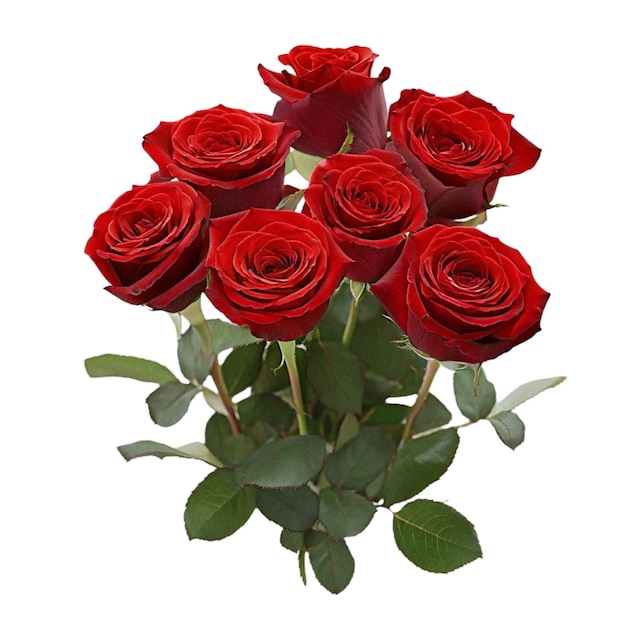 Un ramo de hermosas rosas rojas aisladas sobre un fondo blanco