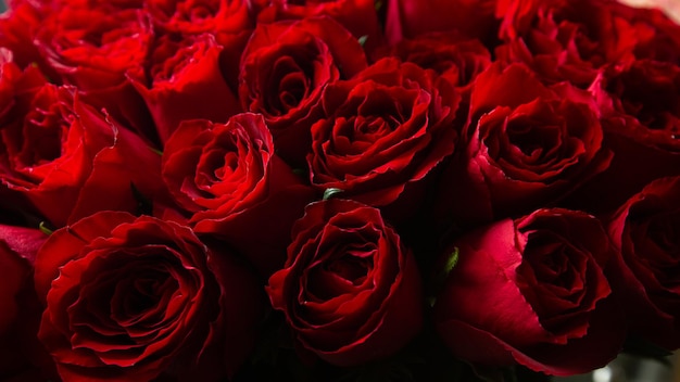 Ramo De Hermosas Rosas Rojas Color De Tendencia Rojo Clásico Día De San Valentín Enfoque Selectivo Rosas Papel Tapiz Fondo