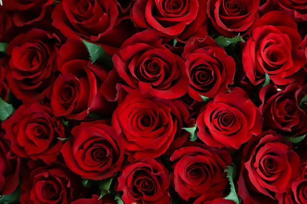 Ramo de hermosas rosas rojas. hermoso fondo.