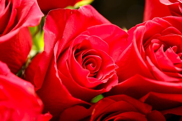 Ramo de hermosas rosas rojas