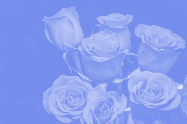 Ramo de hermosas rosas con tinte azul. composición de flores