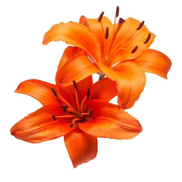 Ramo de hermosos lirios naranjas delicados Lilium Asiatic Hybrid Orange Ton aislado sobre fondo blanco. Composición floral creativa de moda. Verano primavera. Vista plana endecha, superior. día de San Valentín