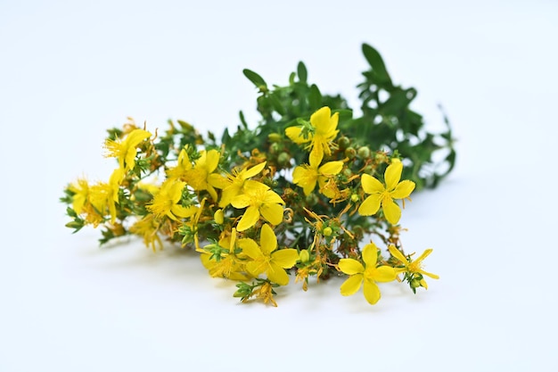 ramo de hierbas medicinales con flores amarillas de hierba de San Juan sobre un fondo blanco